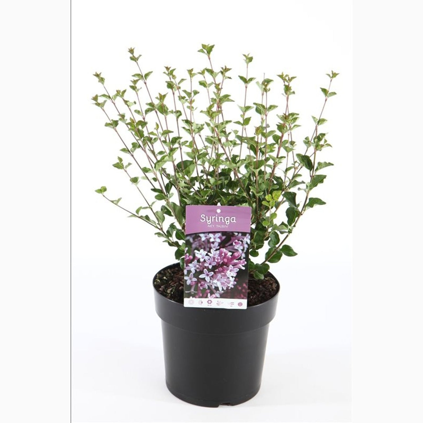 Syren – Syringa meyeri 'Palibin' - C4,6